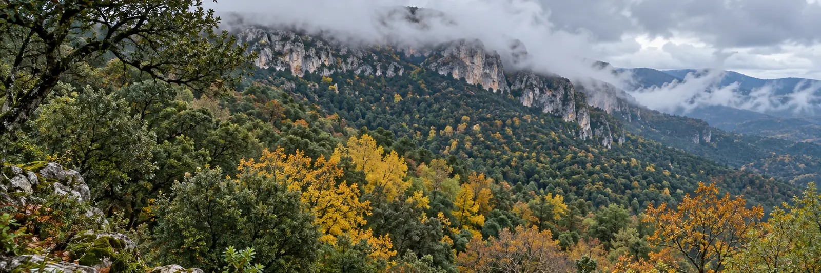 Carrascal de la umbría de la Font Roja, junto a Alcoi, con quejigos y arces amarillos entre las carrascas, rocas calizas con musgo y nubes bajas en la cresta tras la lluvia.
