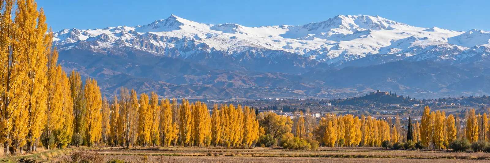 Choperas doradas en hileras y campos de la Vega de Granada, con las cumbres nevadas de Sierra Nevada al fondo.