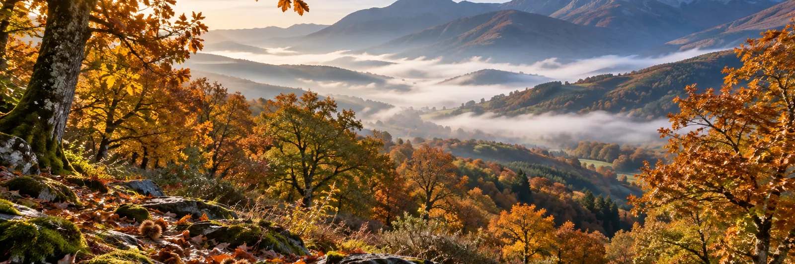 Castañar y rebollar del Bierzo en otoño, con erizos de castaña sobre la pizarra musgosa y los Ancares azulados entre la niebla del valle.