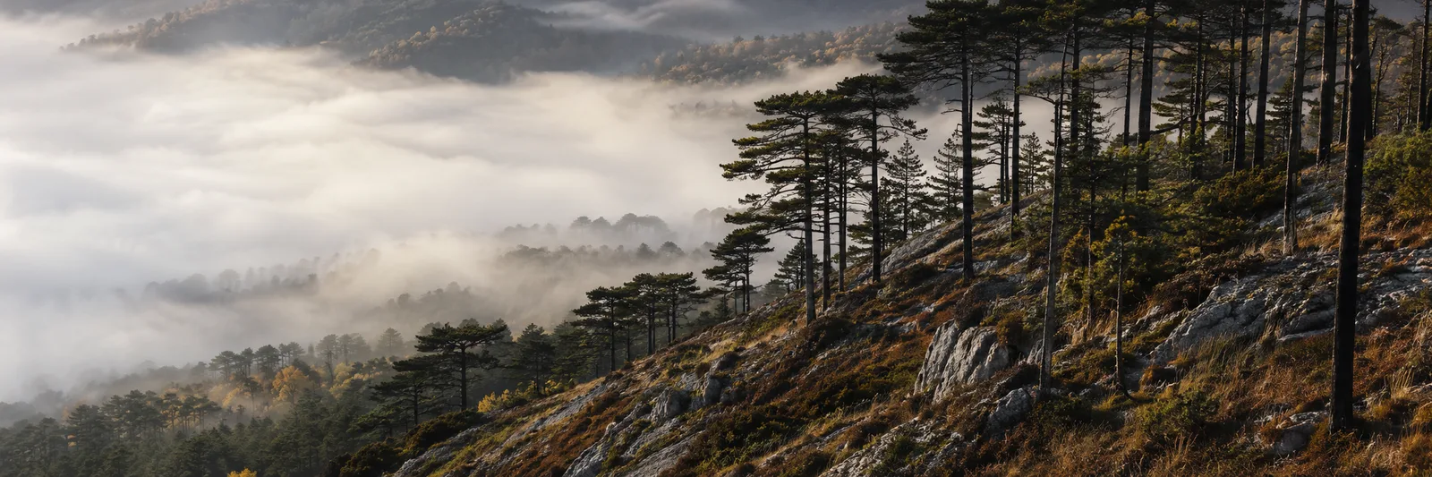Pinar del Prepirineu sobre ladera caliza, con el mar de nubes llenando el valle al amanecer.